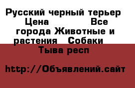 Русский черный терьер › Цена ­ 35 000 - Все города Животные и растения » Собаки   . Тыва респ.